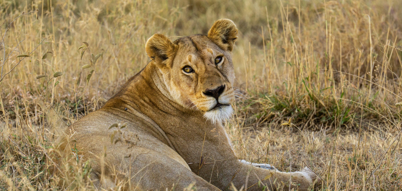 lion pride serengeti