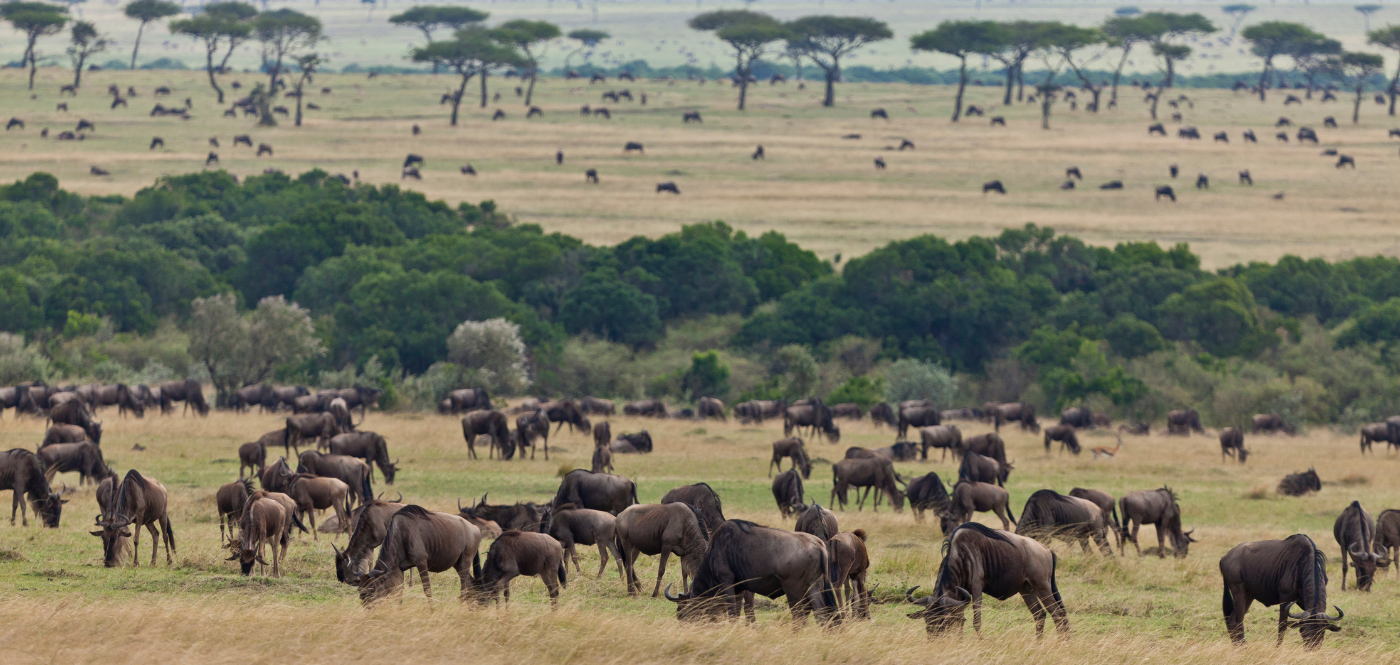 wildebeest herd serengeti plains wildebeest herd serengeti plains