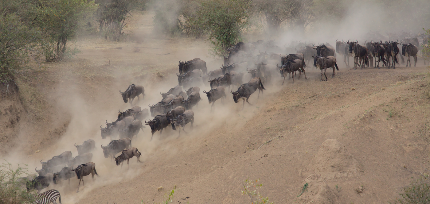 wildebeest river crossing africa (2)